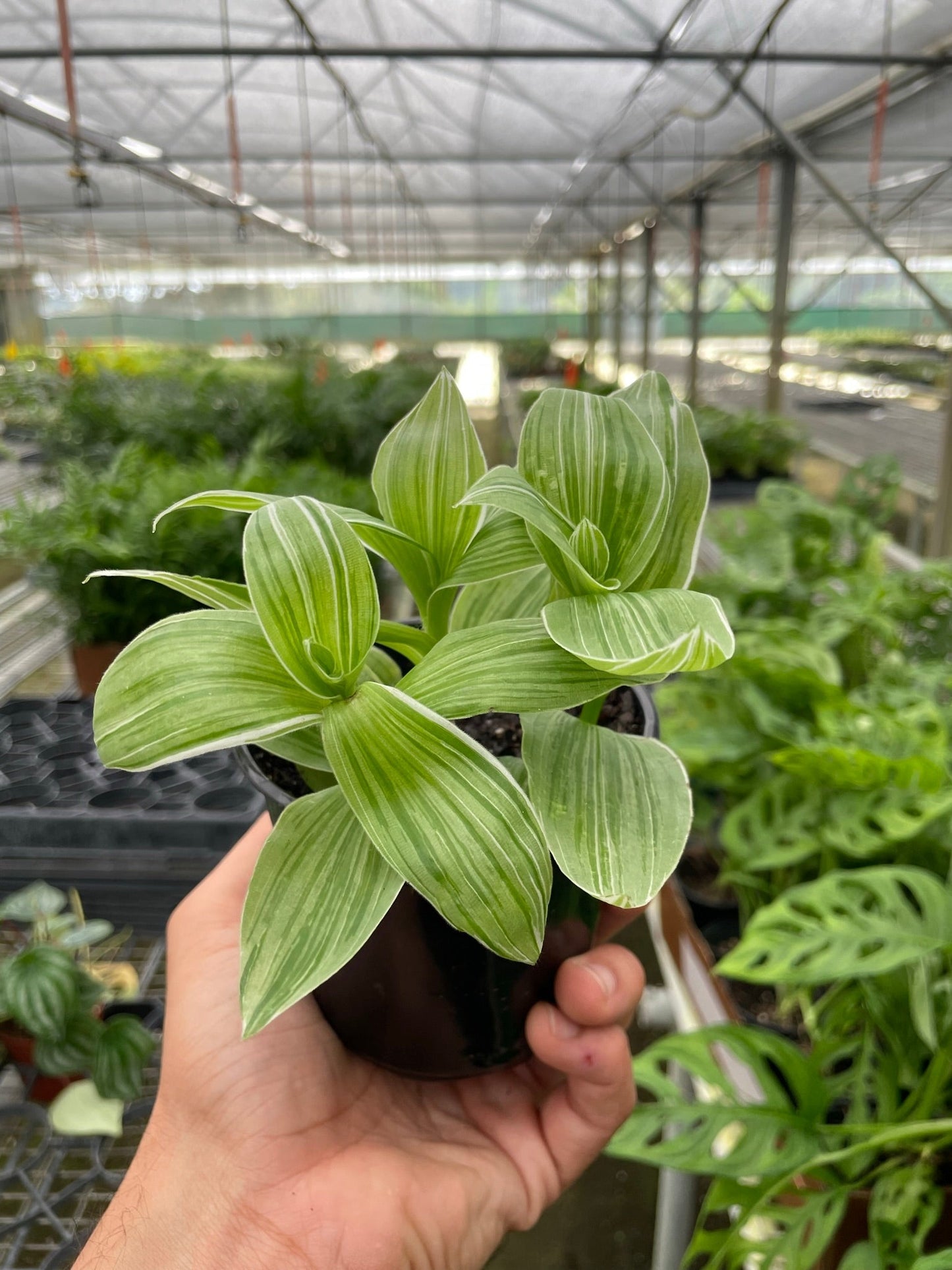 Tradescantia 'Albovittata'