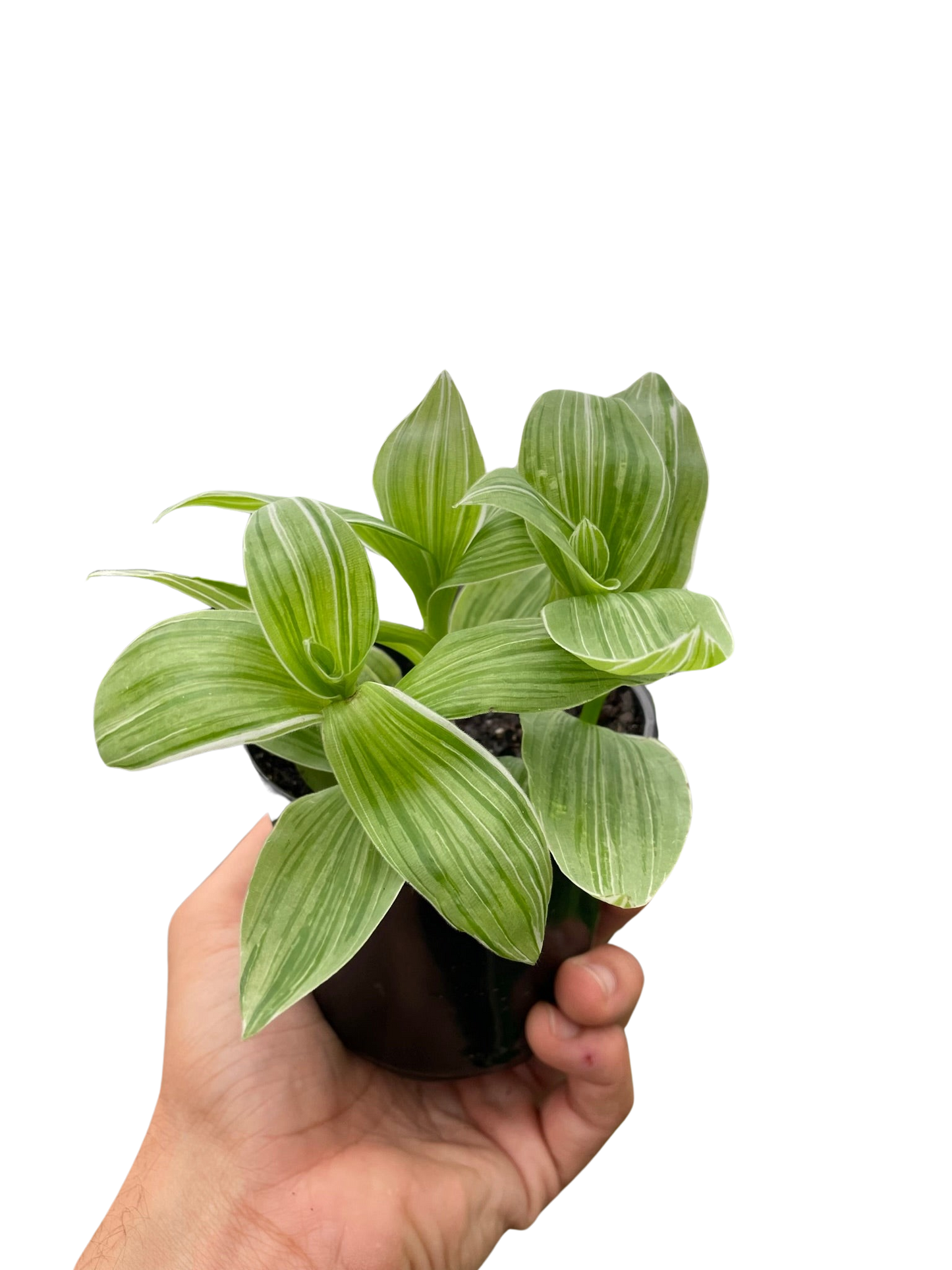 Tradescantia 'Albovittata'