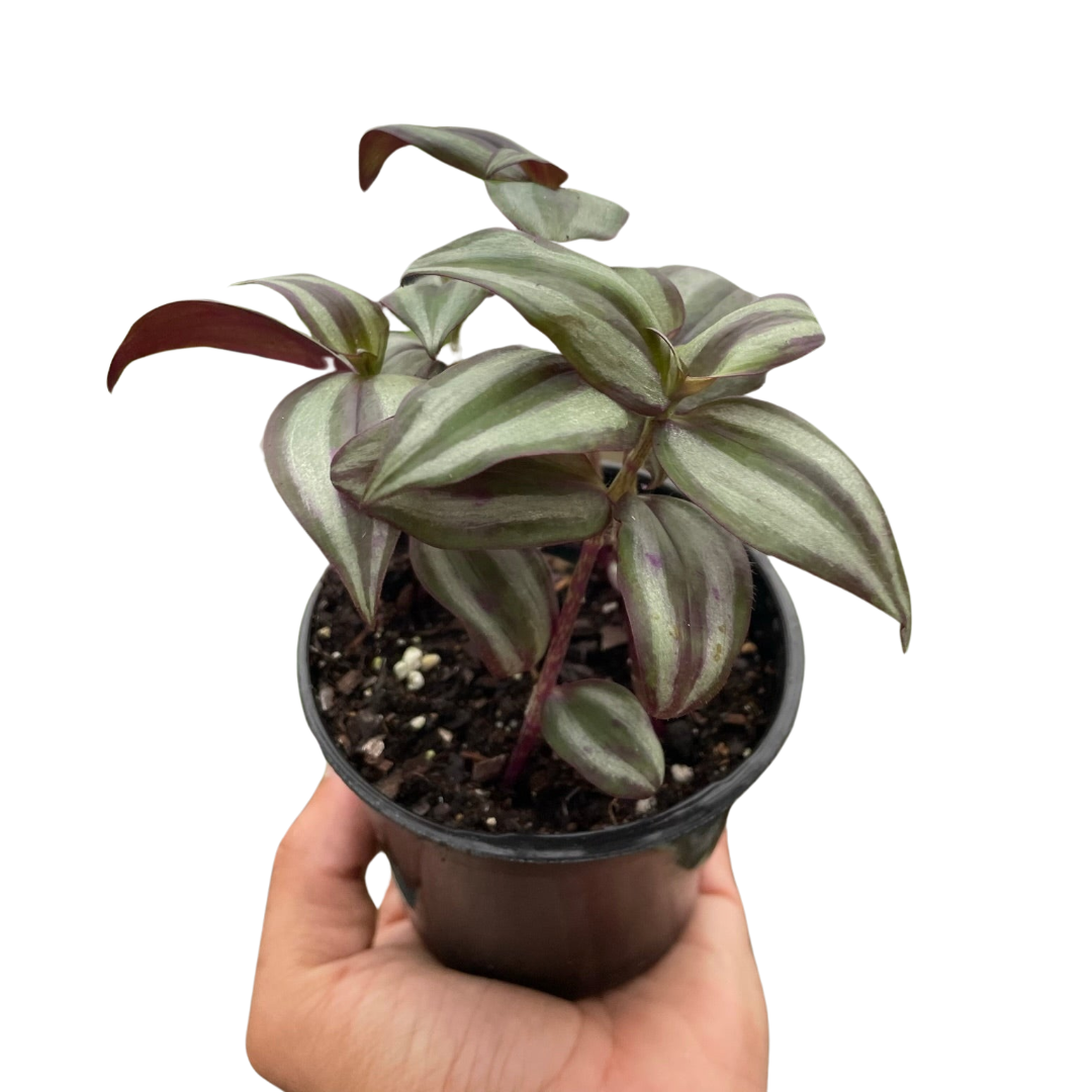 Silver Inch Plant