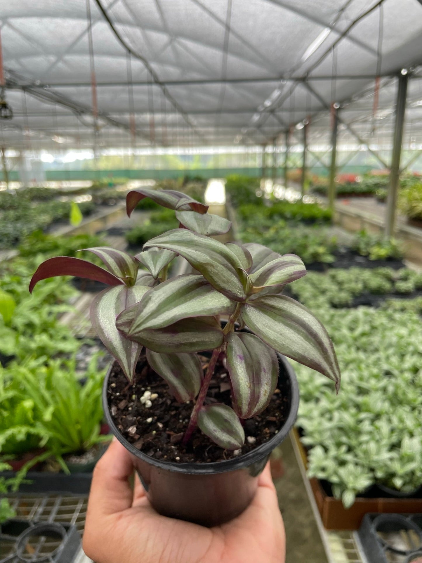 Silver Inch Plant