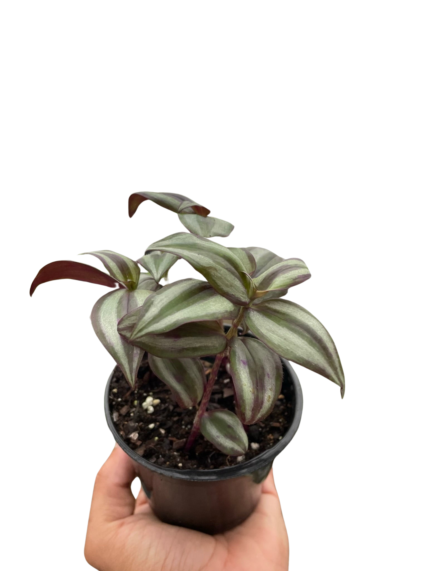 Silver Inch Plant