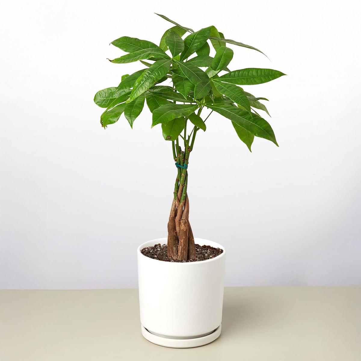 Braided Money Tree