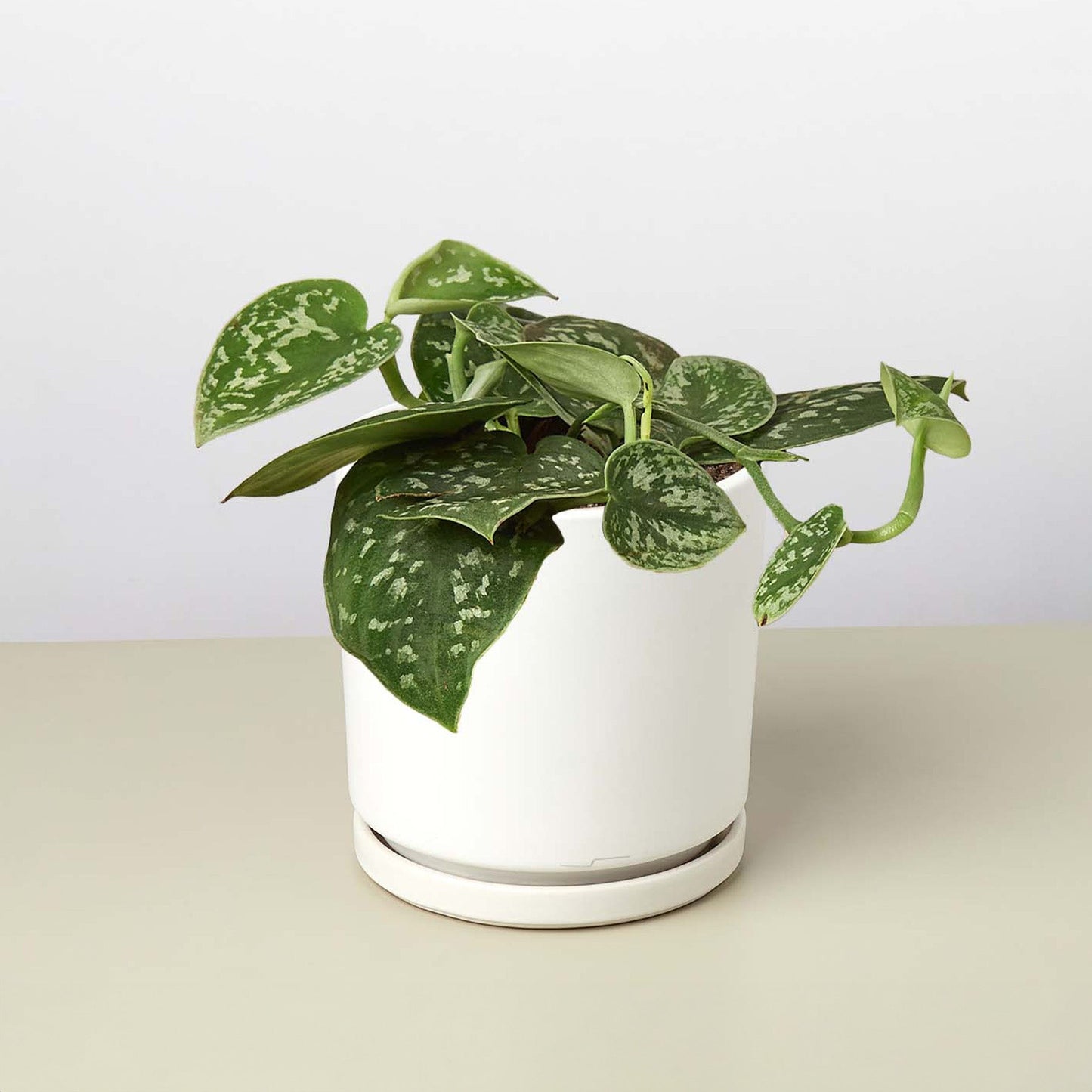 Satin Pothos 'Argyraeus'
