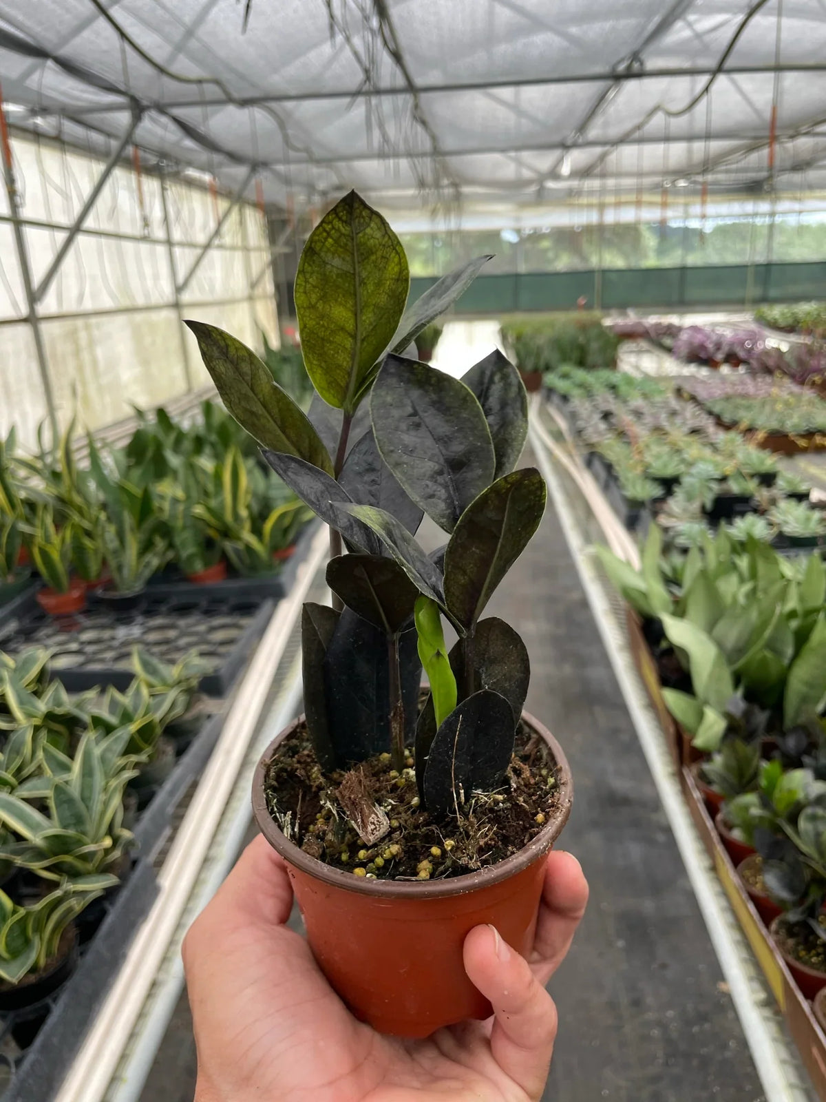 Zz plant 'Dowon'