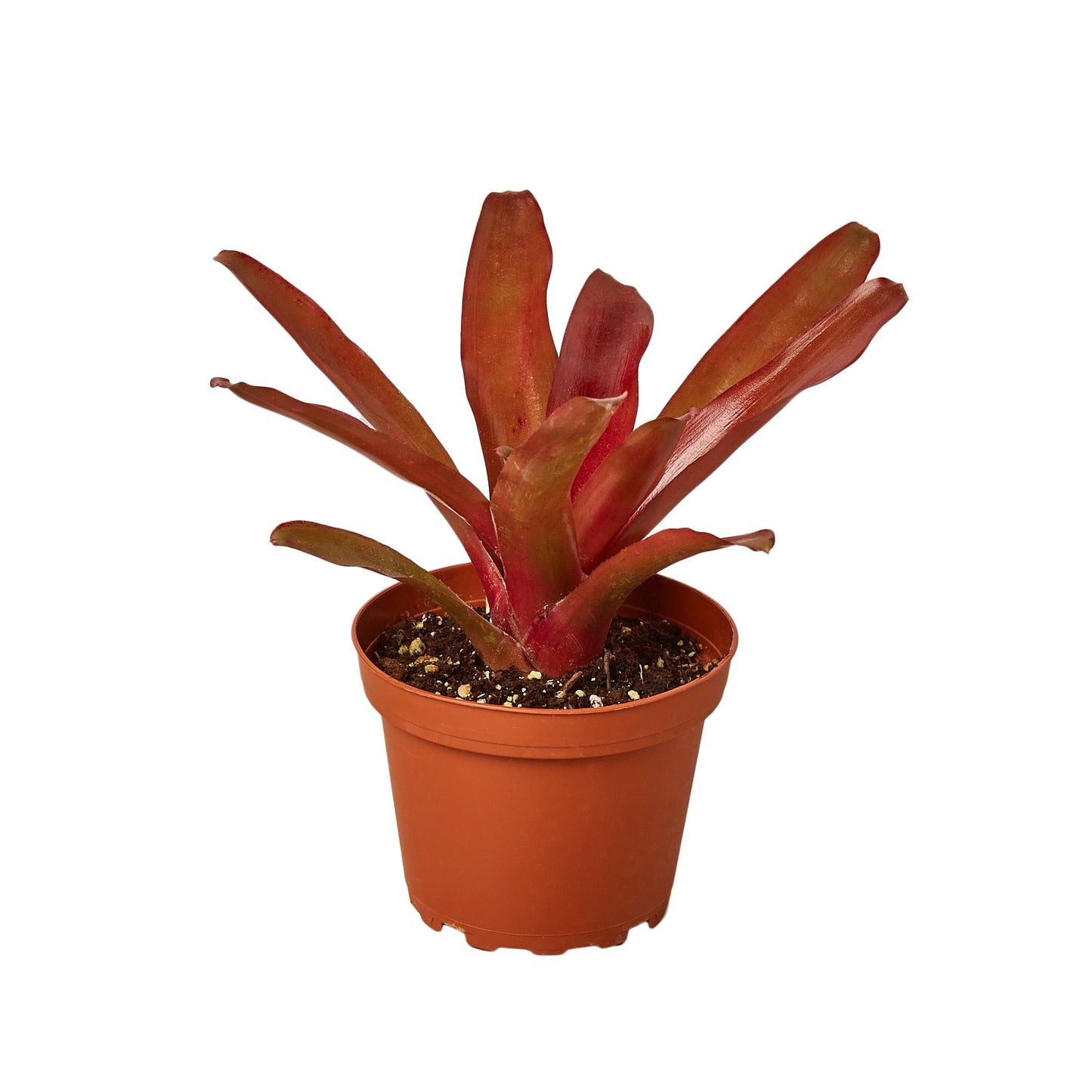 Neoregelia 'Fireball'