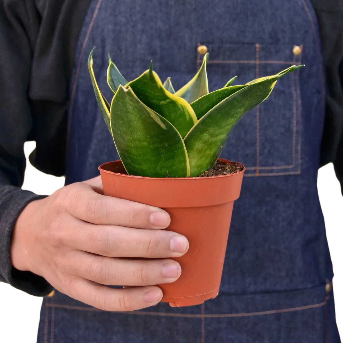 Snake Plant 'Emerald Star'