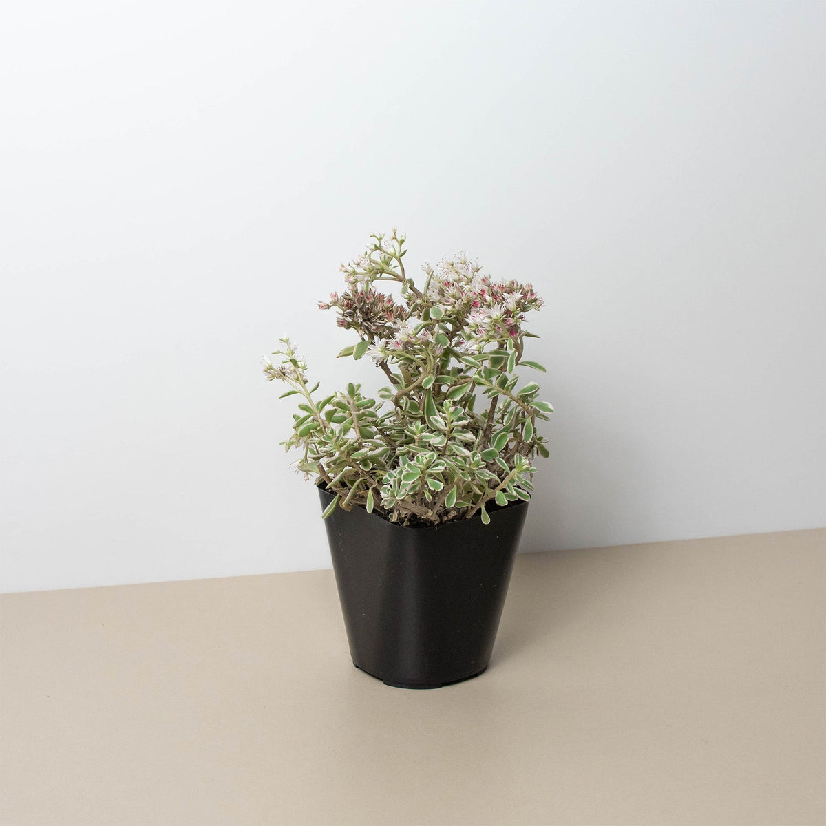 Stonecrop 'Sedum tricolor'