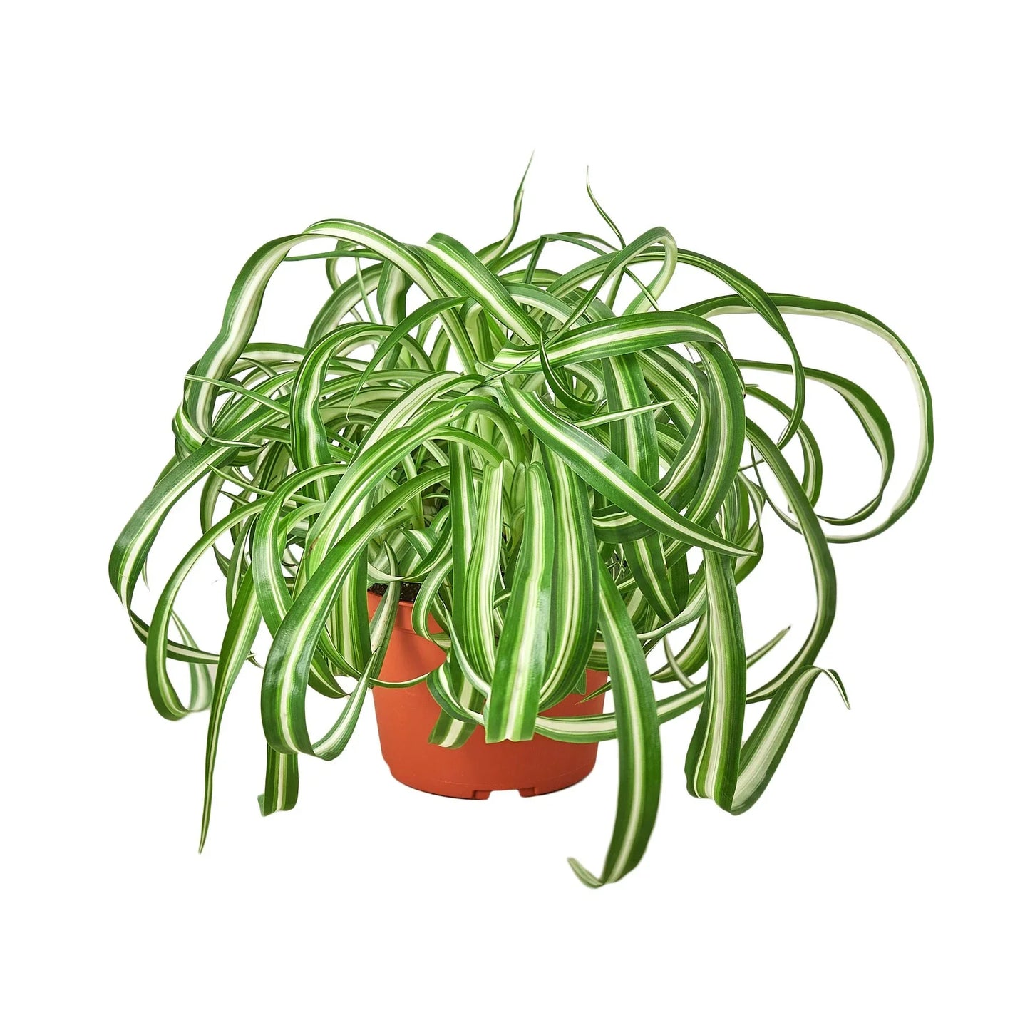 Spider Plant 'Bonnie' – Planta