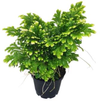 Fern 'Frosty Fern'
