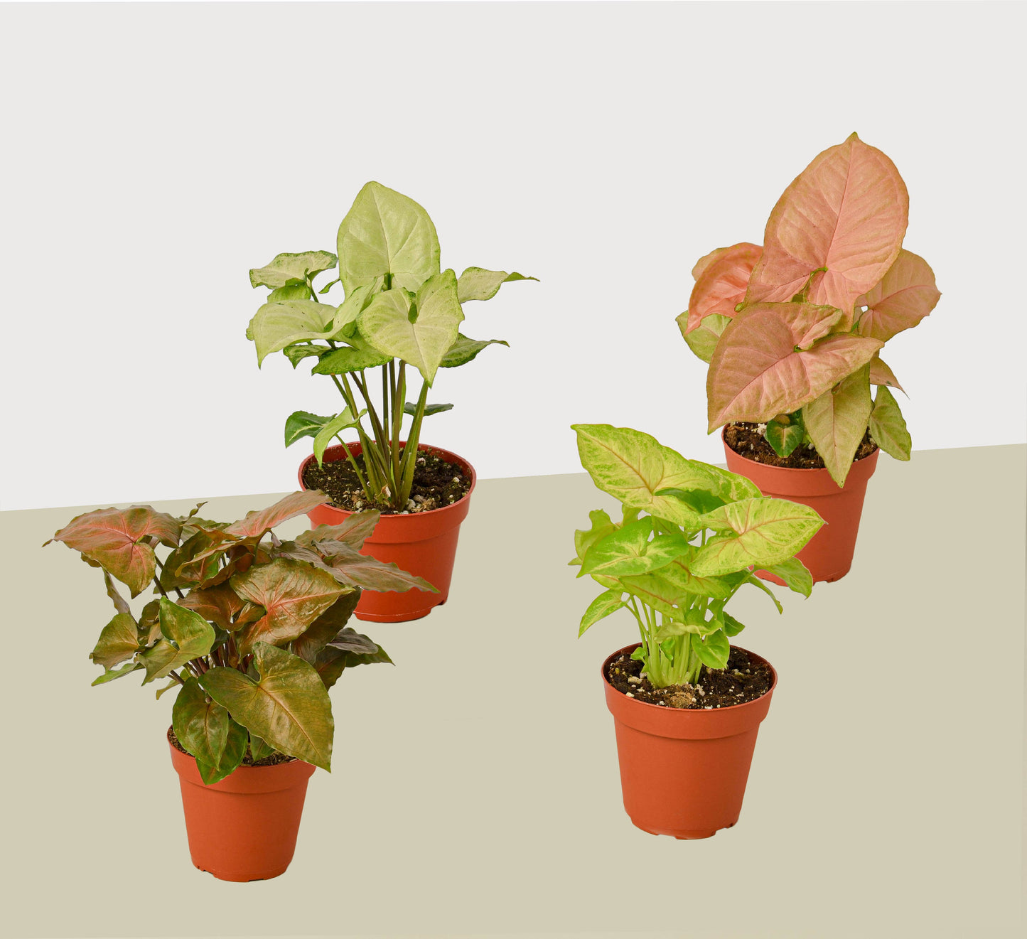 4 Different Syngonium Plants