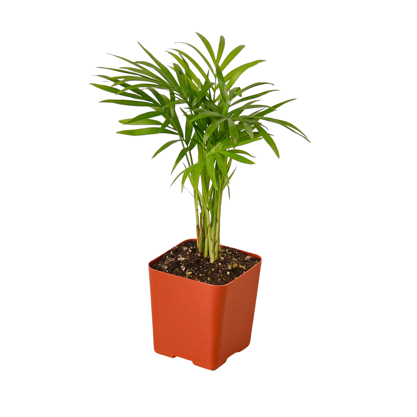 Tropical Plant Variety Bundle