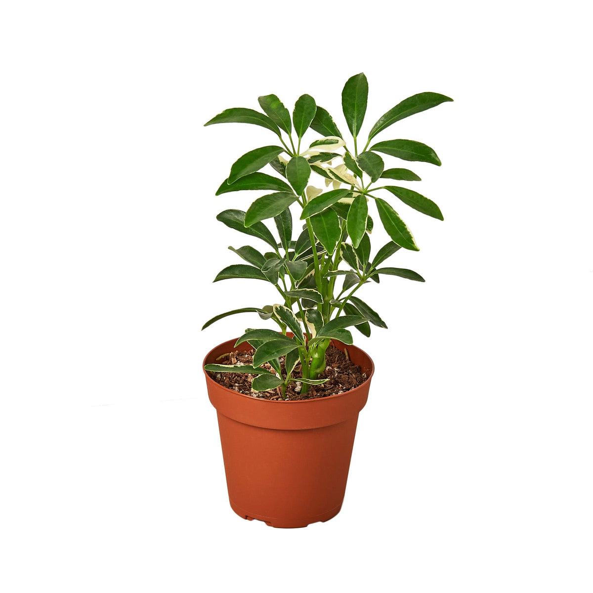 Umbrella Tree 'Moondrop'