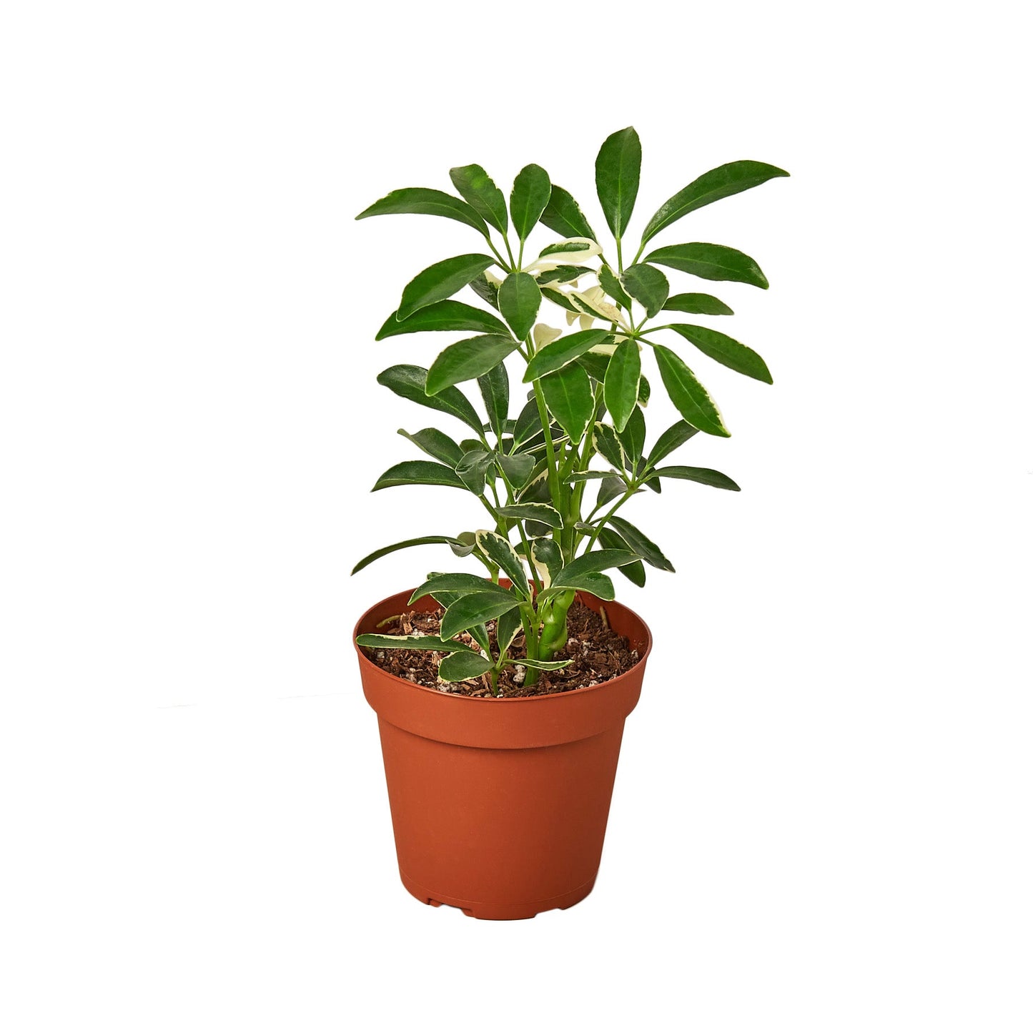 Umbrella Tree 'Moondrop'