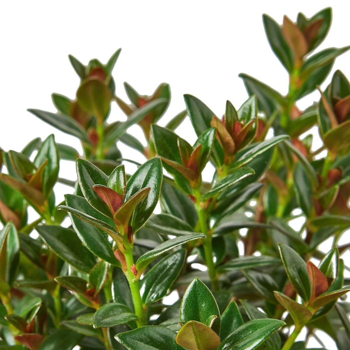 Black goldfish plant