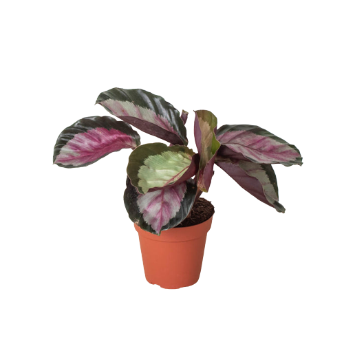 Rose-painted Calathea 'Silvia'