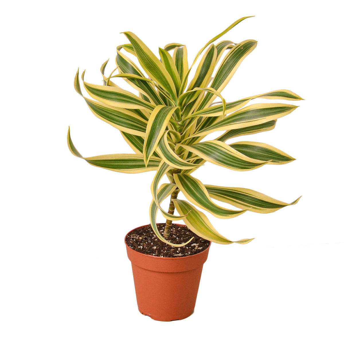 Corn plant 'Song of India'
