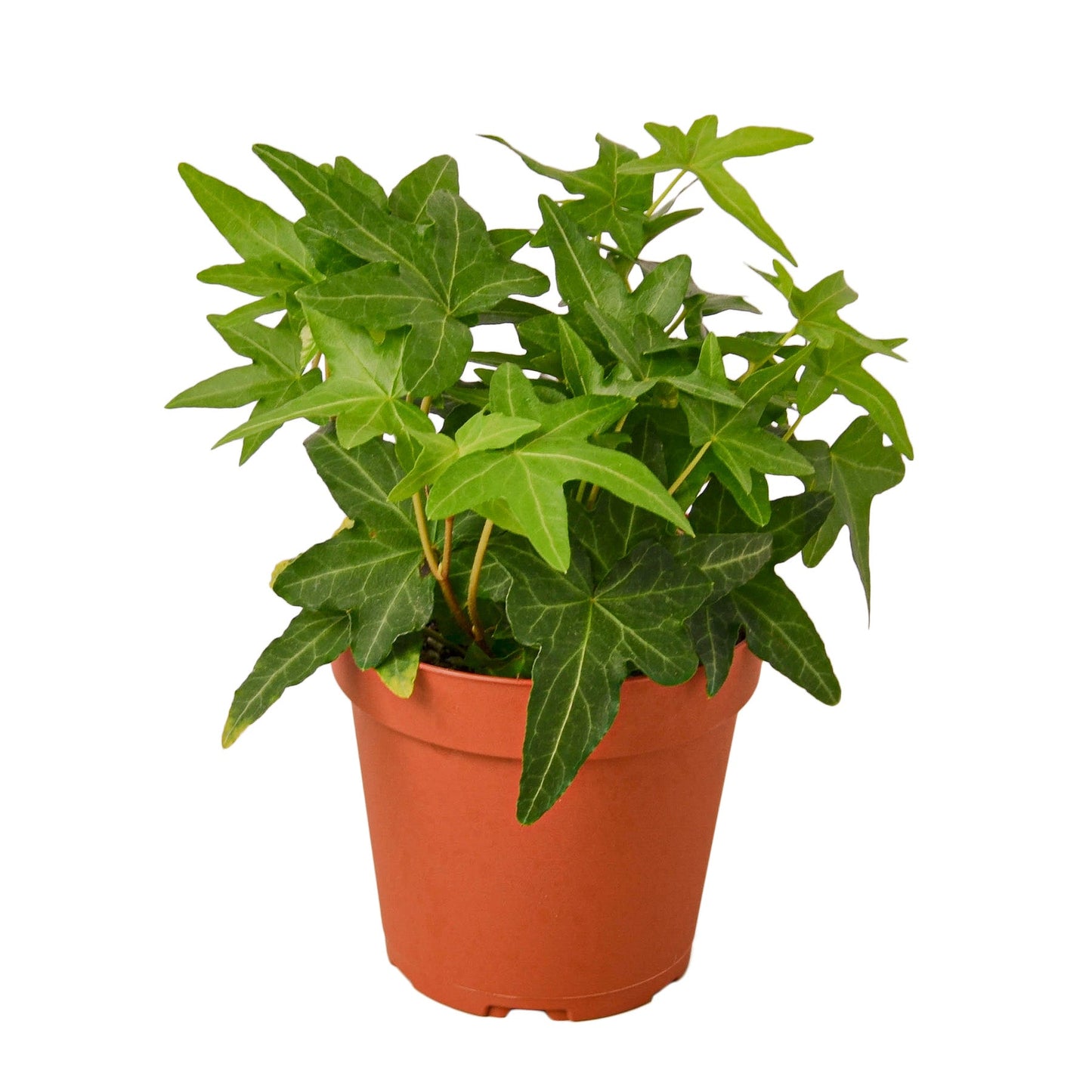 Ivy 'Green California'
