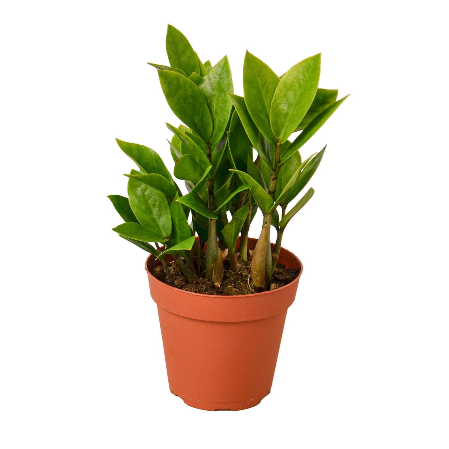 Zz Plant