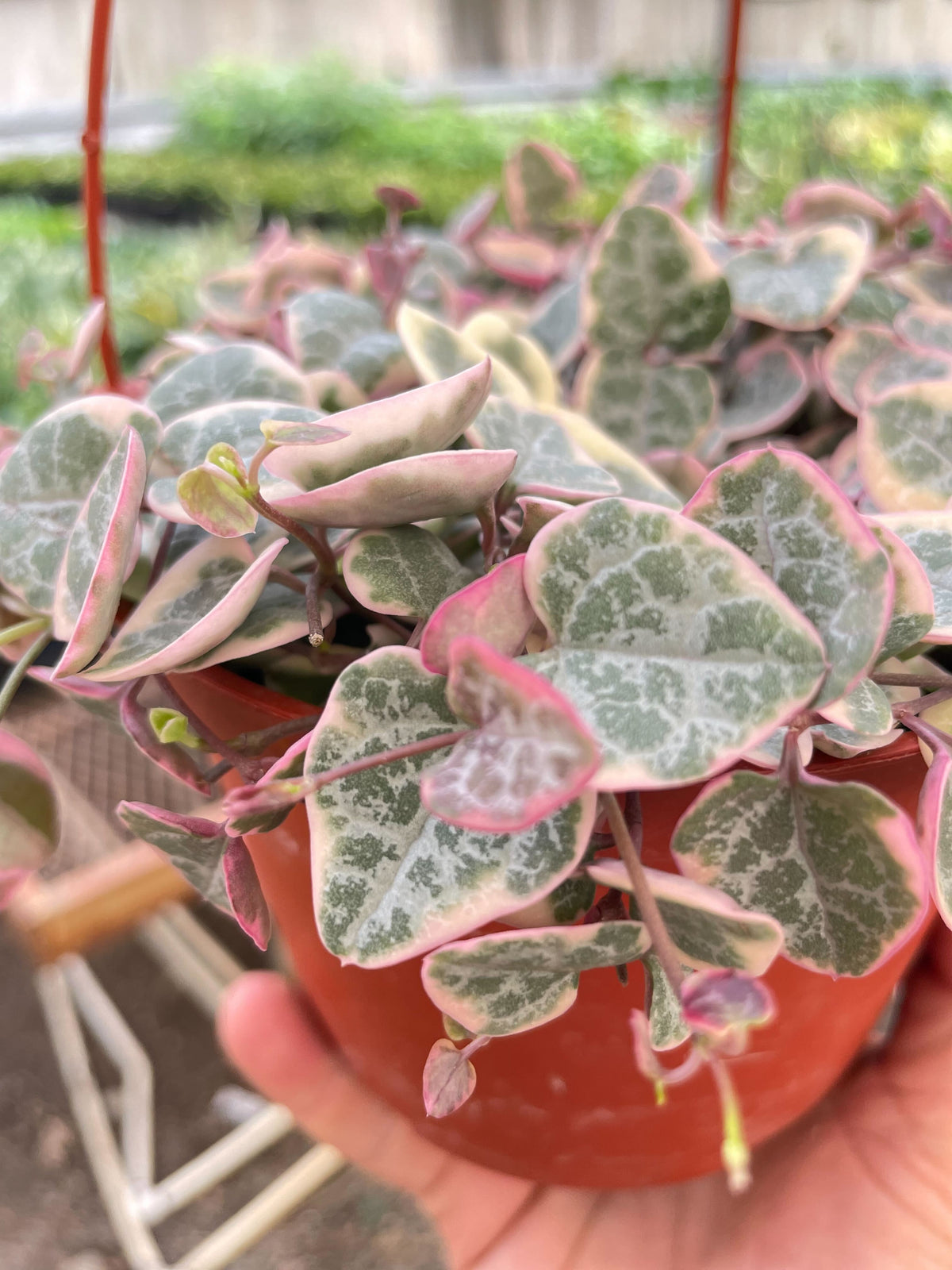 String of Hearts 'Variegata'