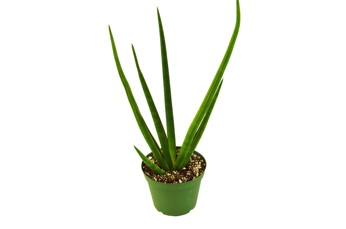Cylinder Snake Plant