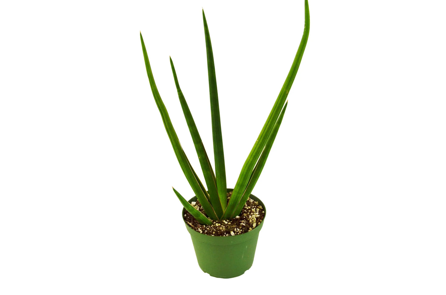 Cylinder Snake Plant