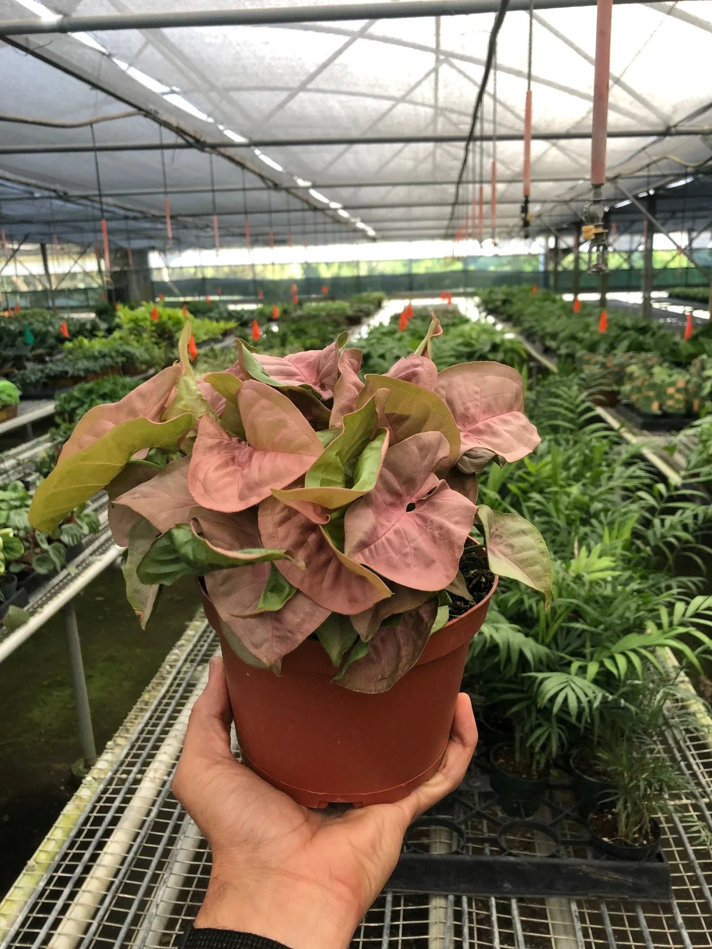 Arrowhead plant 'Strawberry cream'