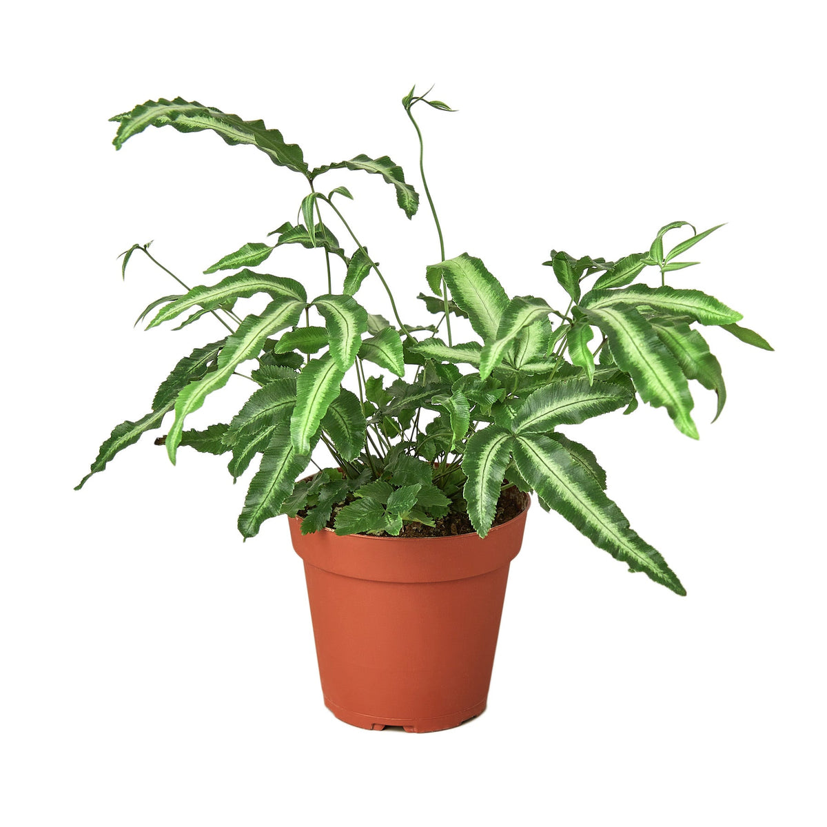 Bird's Foot Fern 'Albolineata'