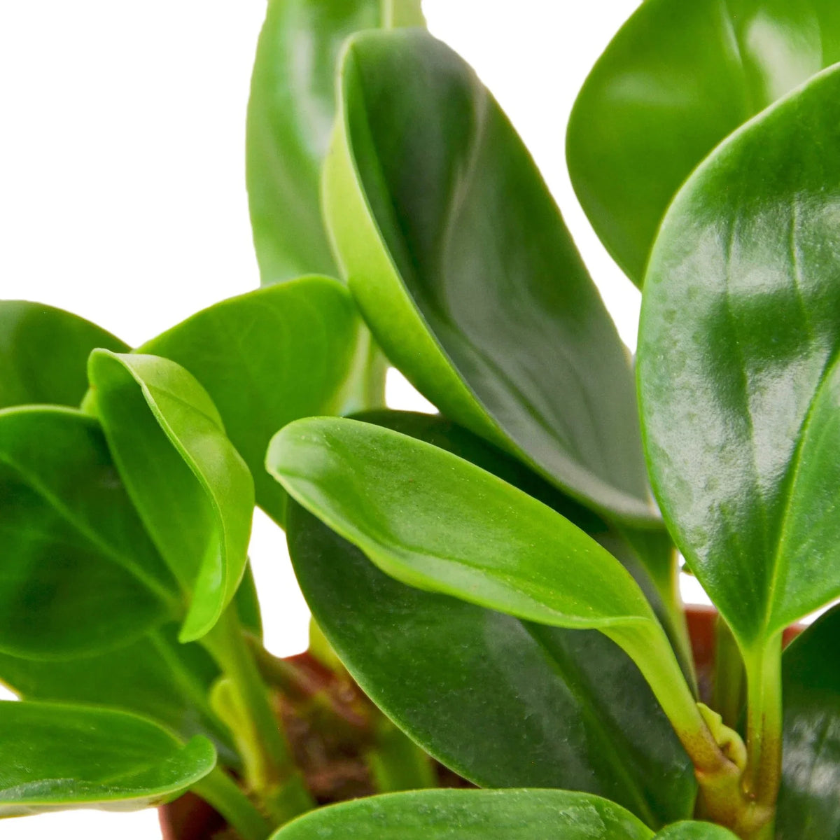 Peperomia 'Thailand