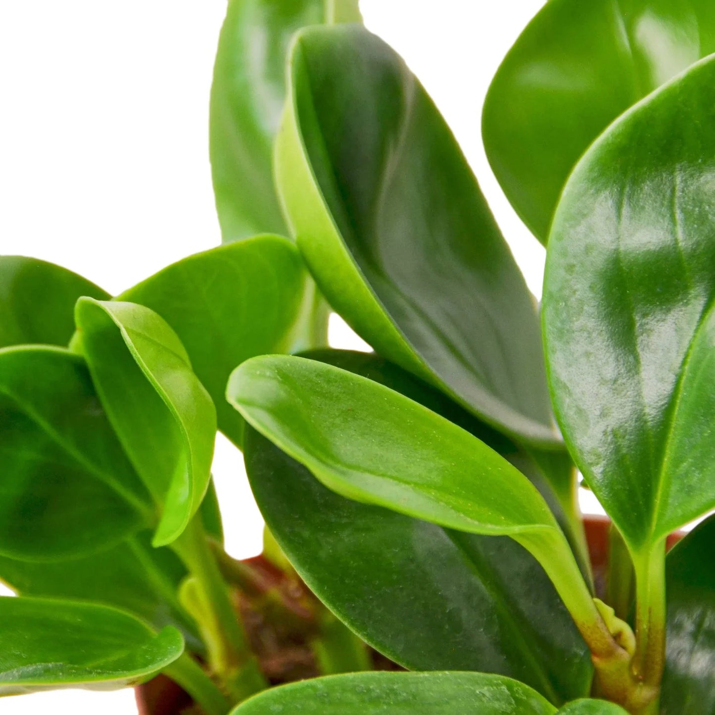 Peperomia 'Thailand