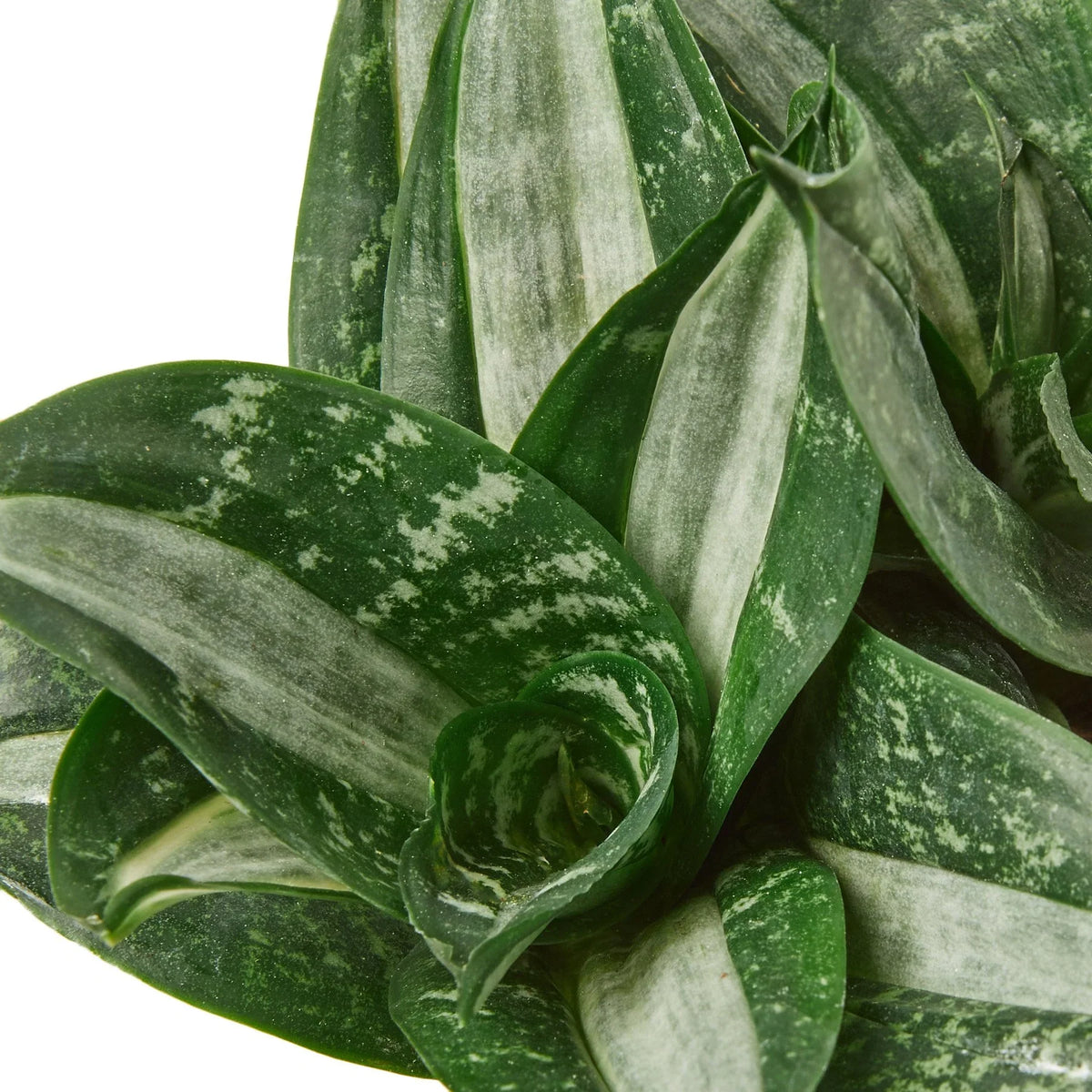 Snake Plant 'Silver Streak'