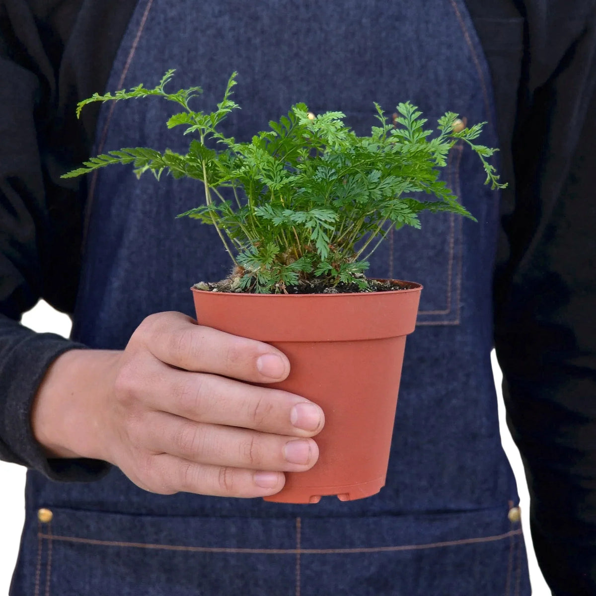 Lacy Rabbit's Foot Fern