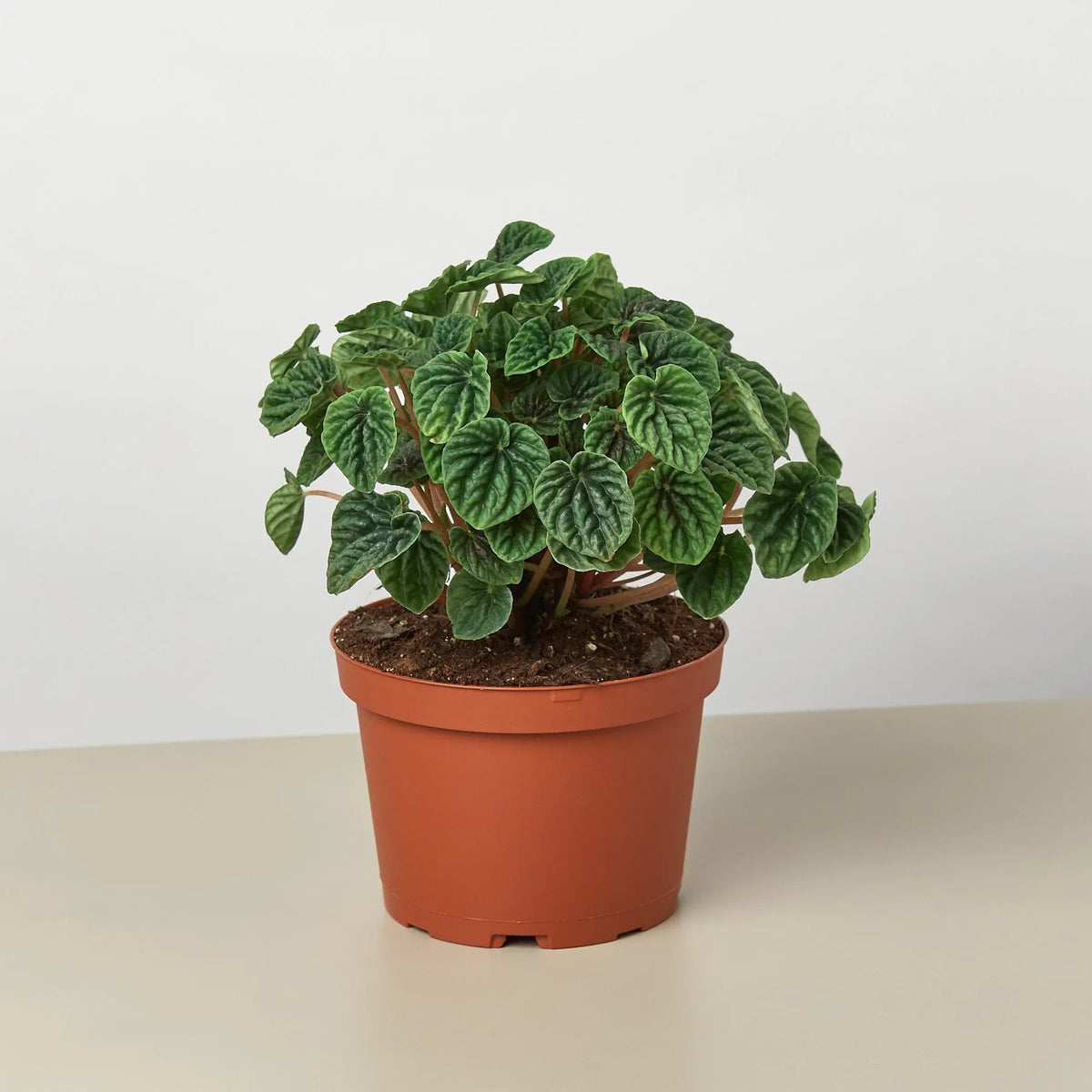 Wrinkled-leaves Peperomia 'Emerald Ripple'