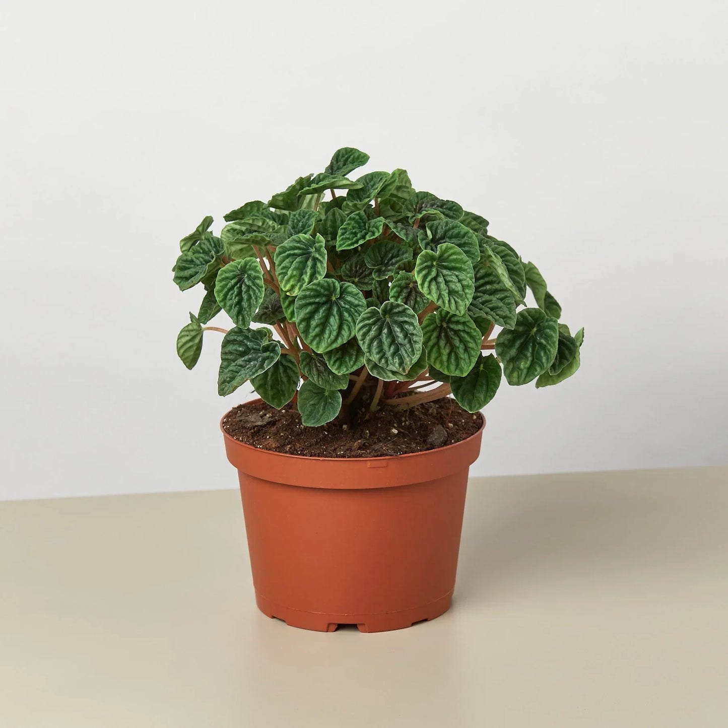 Wrinkled-leaves Peperomia 'Emerald Ripple'