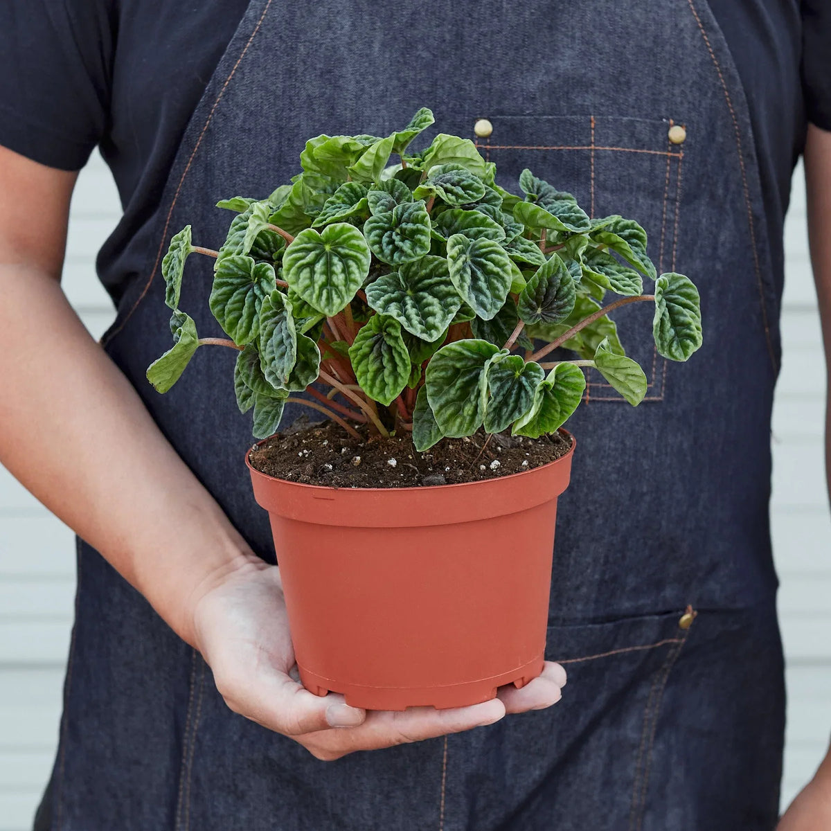 Wrinkled-leaves Peperomia 'Emerald Ripple'