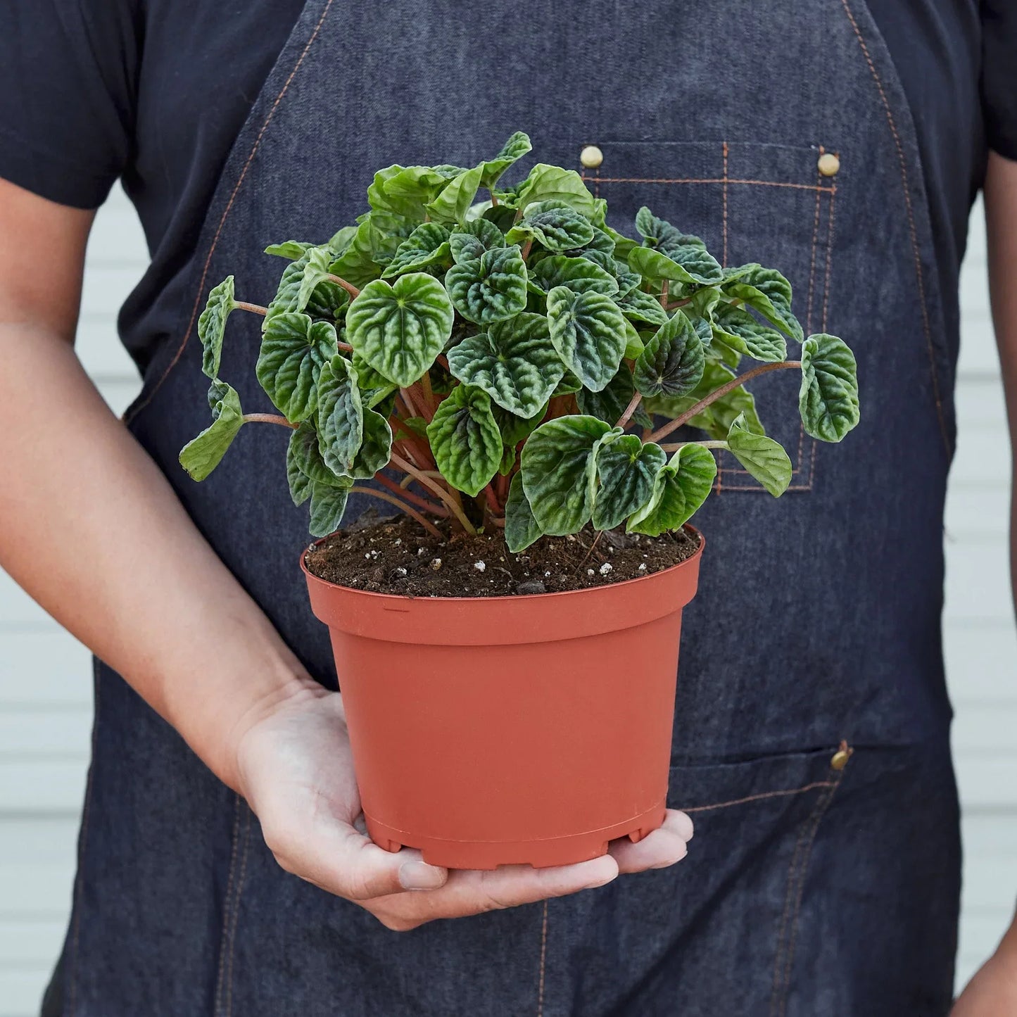 Wrinkled-leaves Peperomia 'Emerald Ripple'