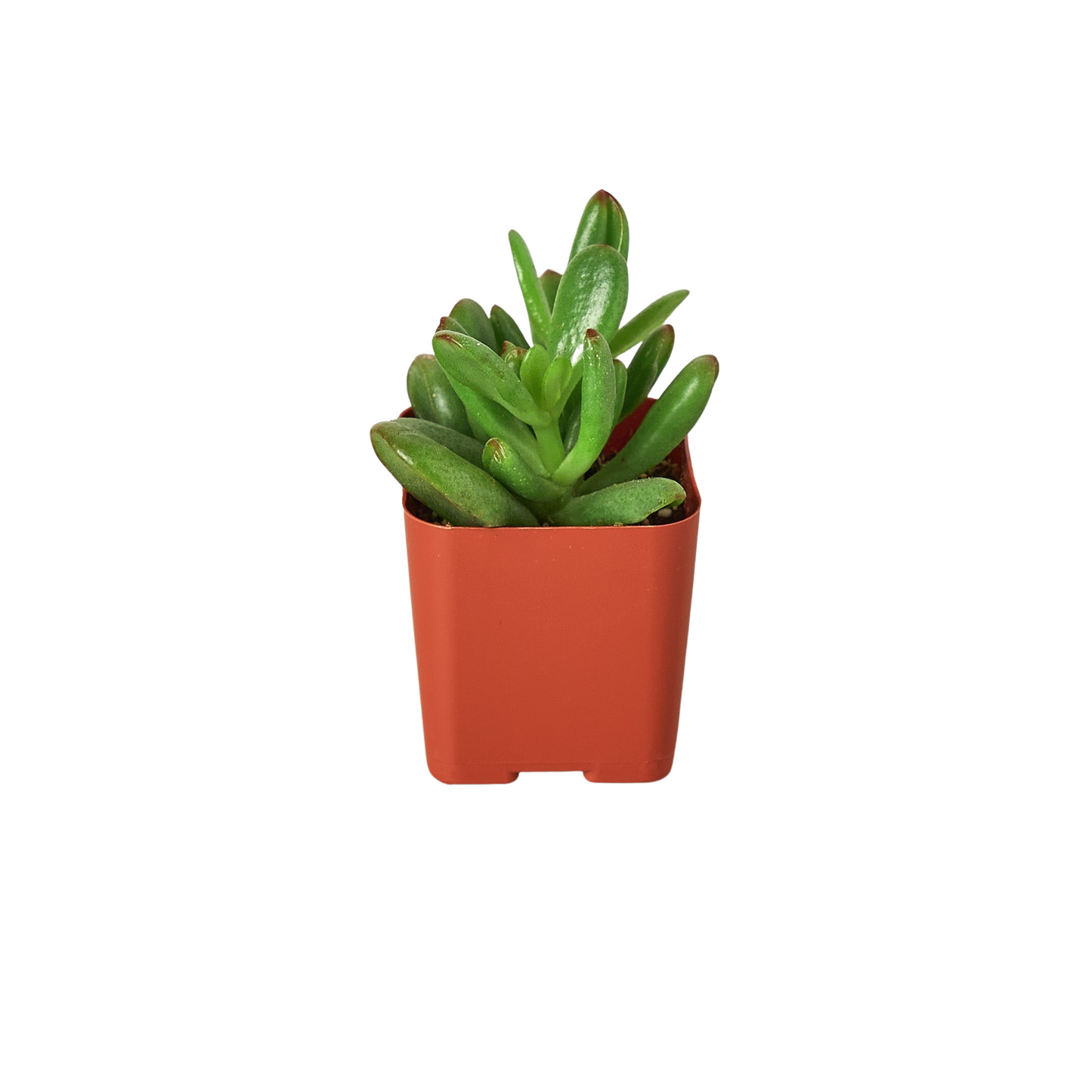 Tropical Plant Variety Bundle
