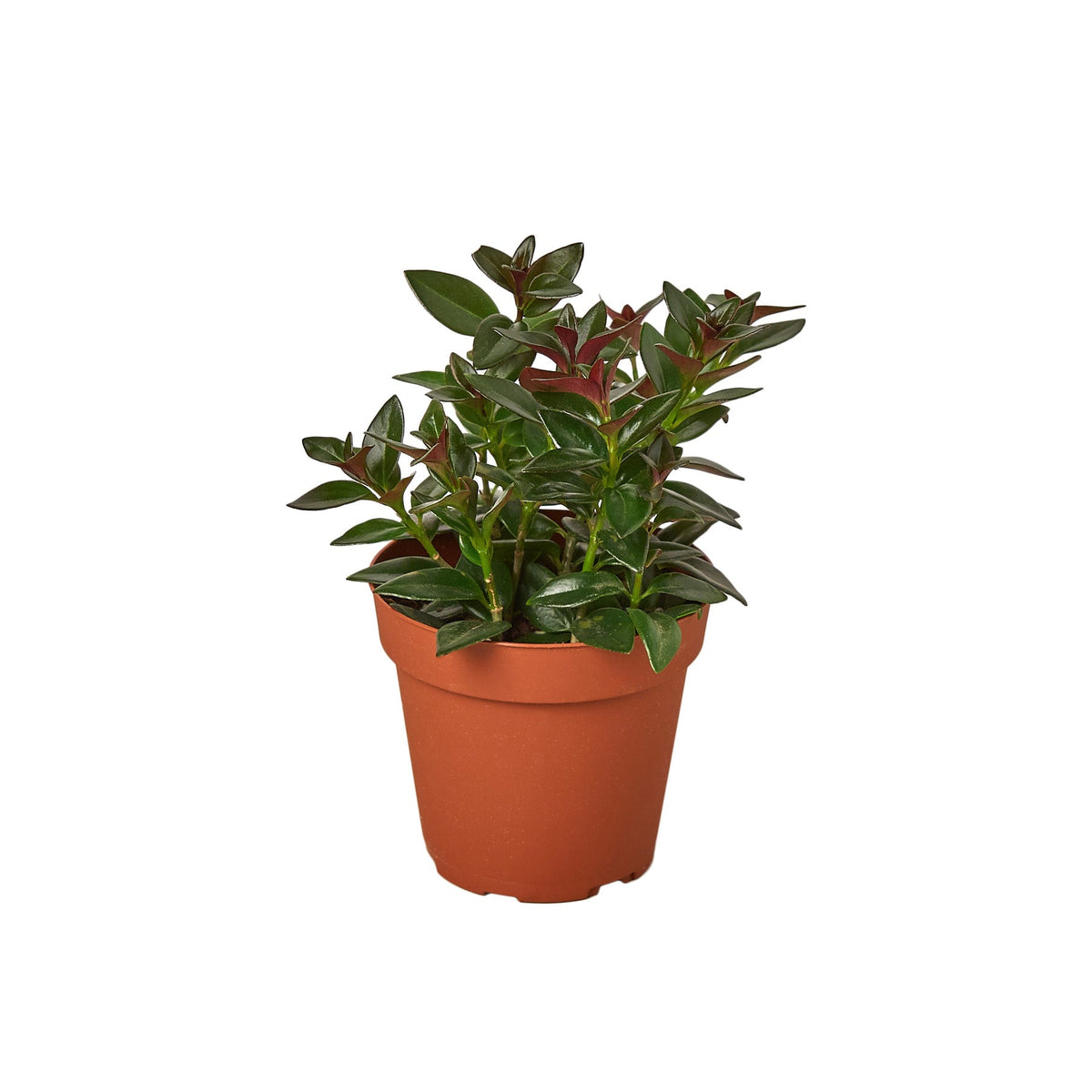 Black goldfish plant