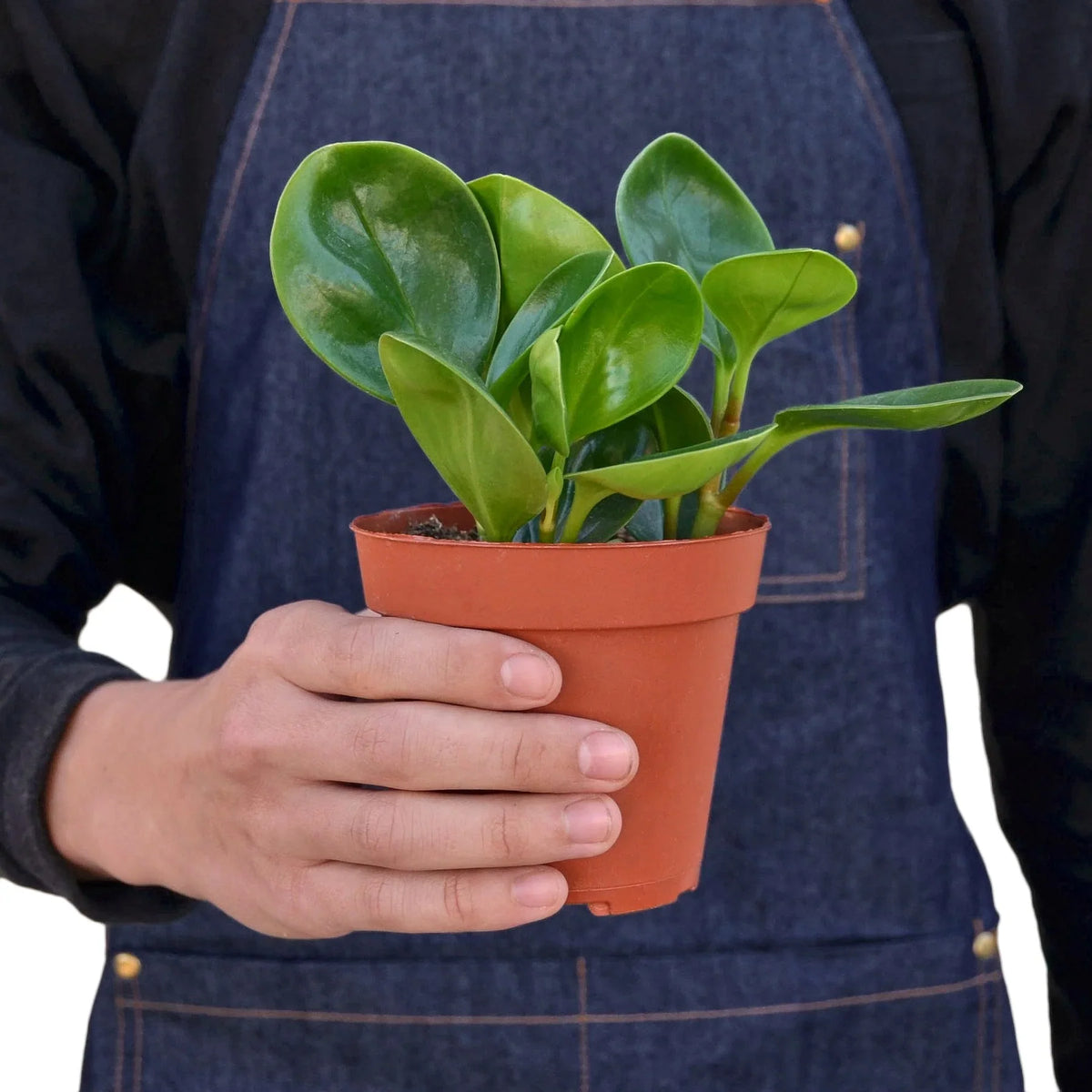 Peperomia 'Thailand