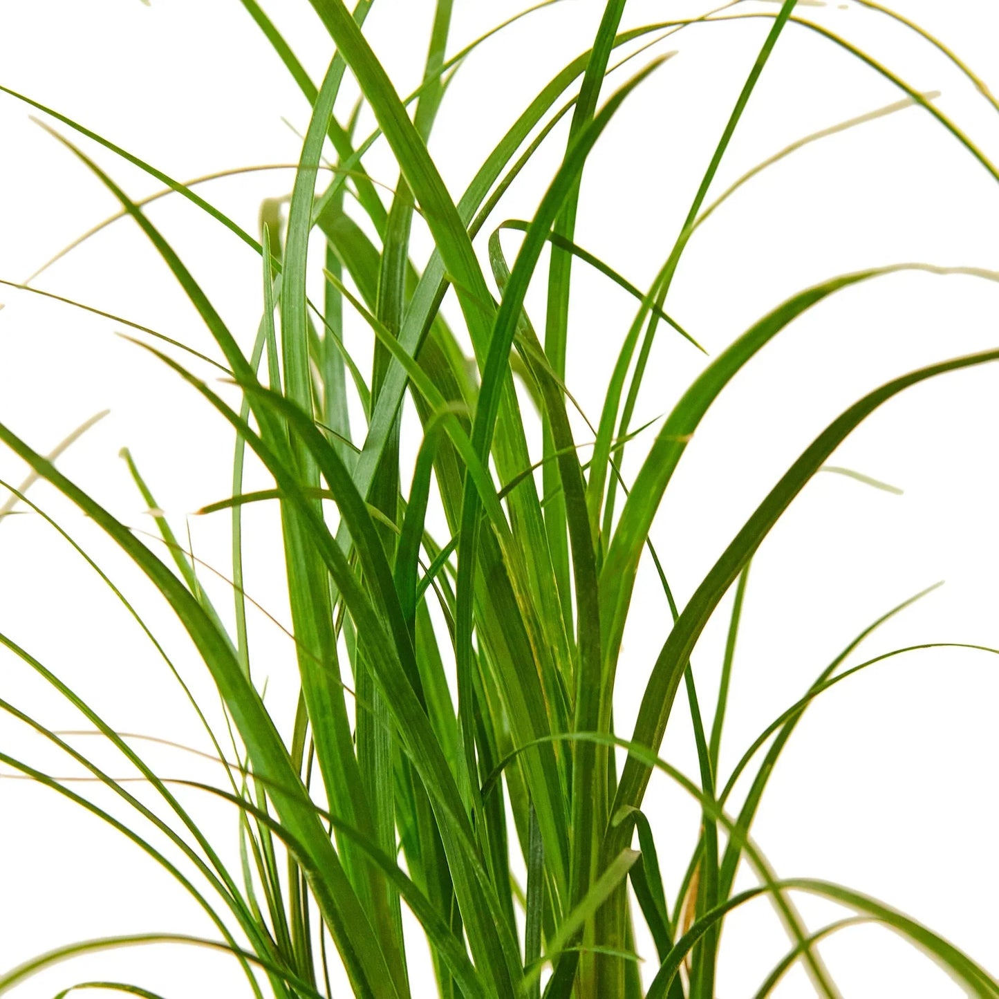 Ponytail palm
