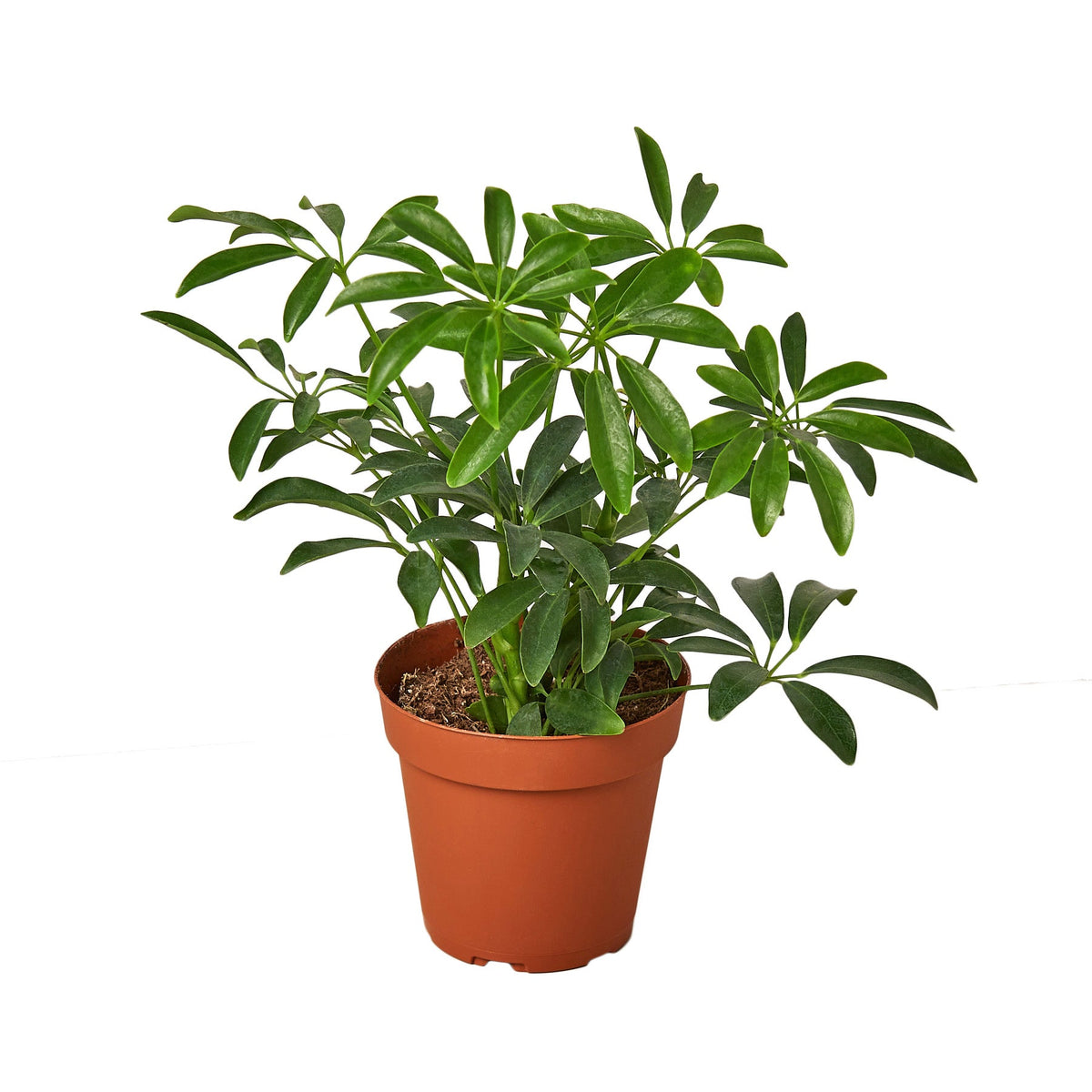 Umbrella Tree