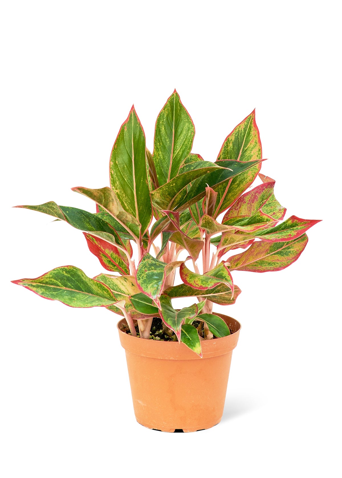 Chinese evergreen 'Crete'