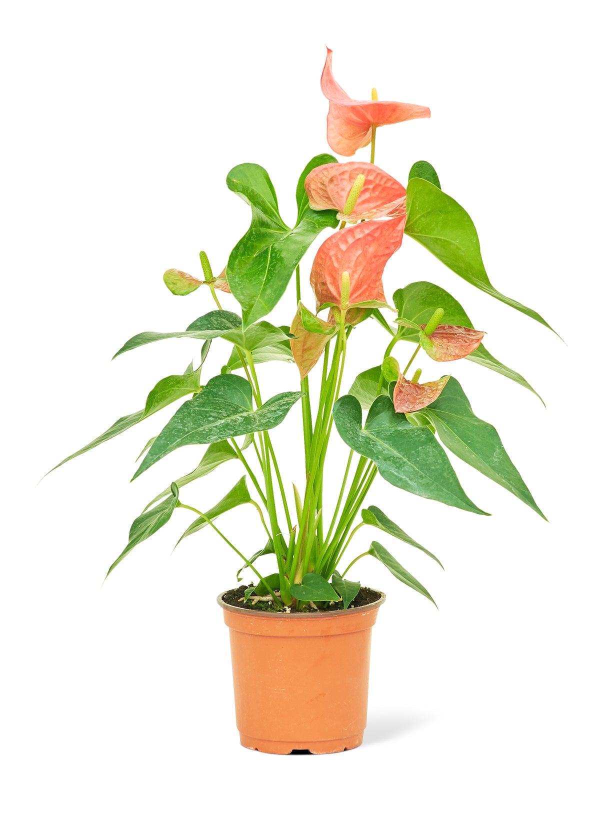 Flamingo Lily