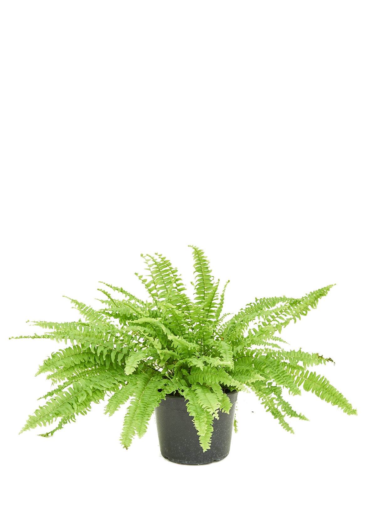 Boston Fern