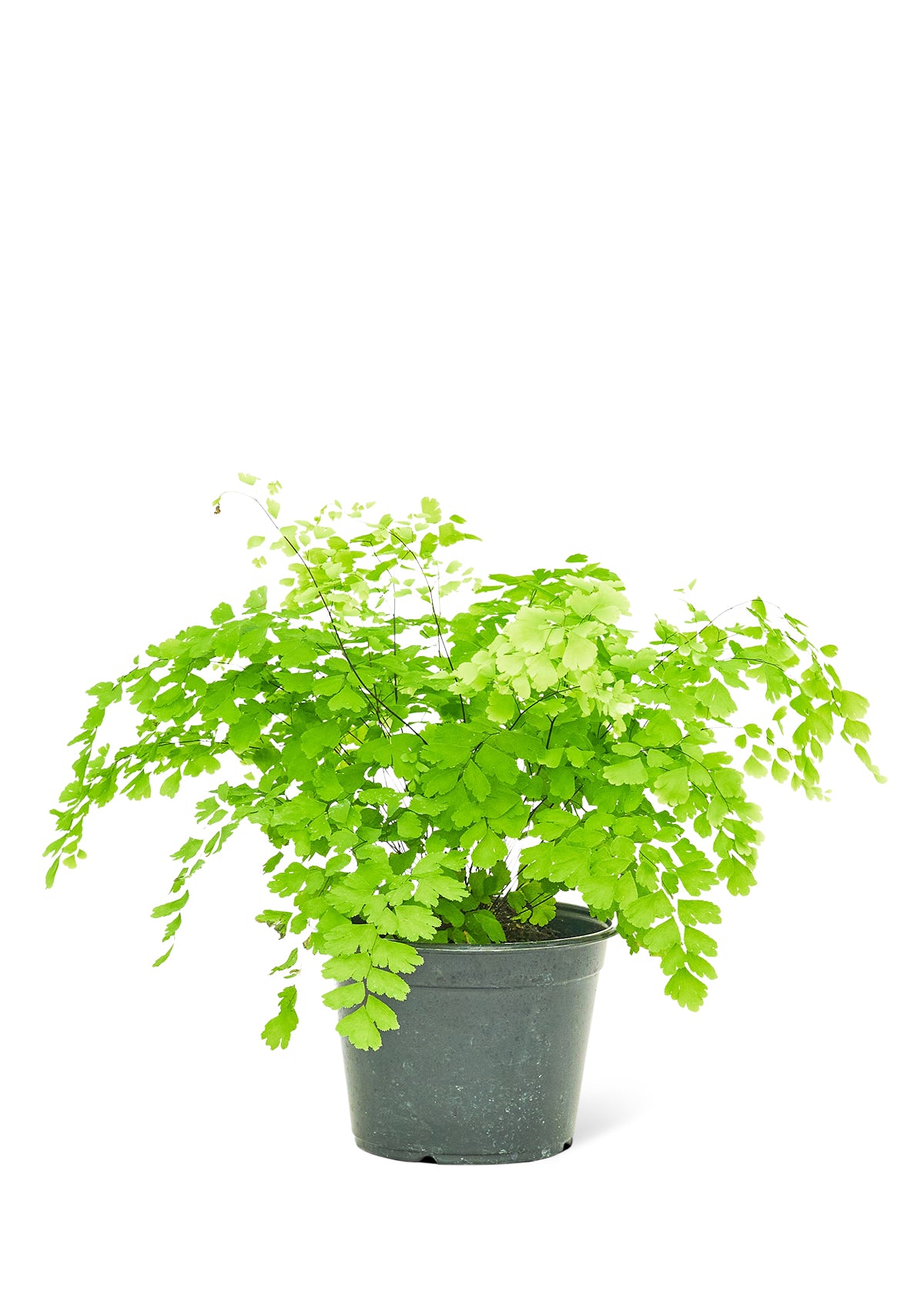 Maidenhair Fern