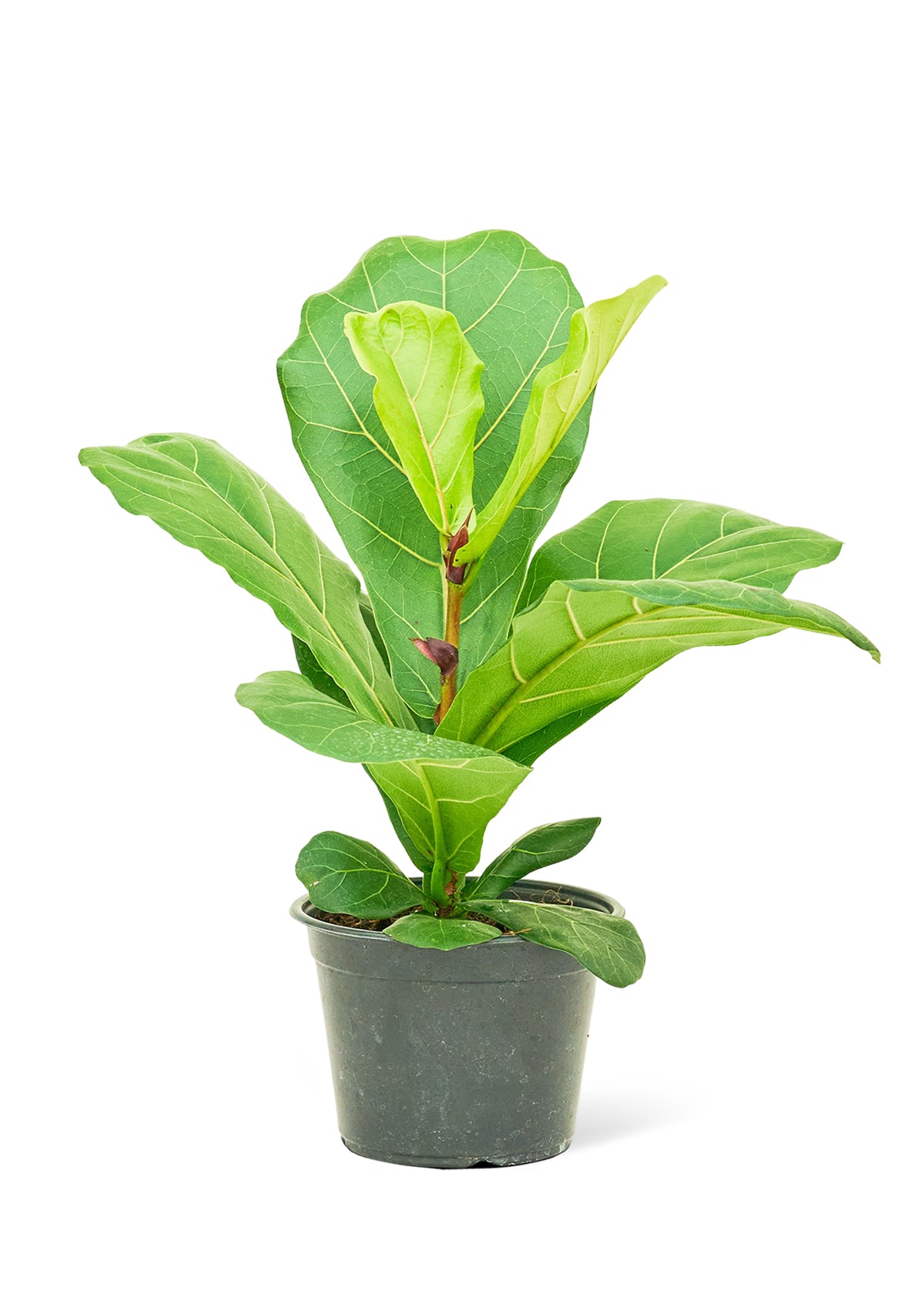 Fiddle Leaf Fig