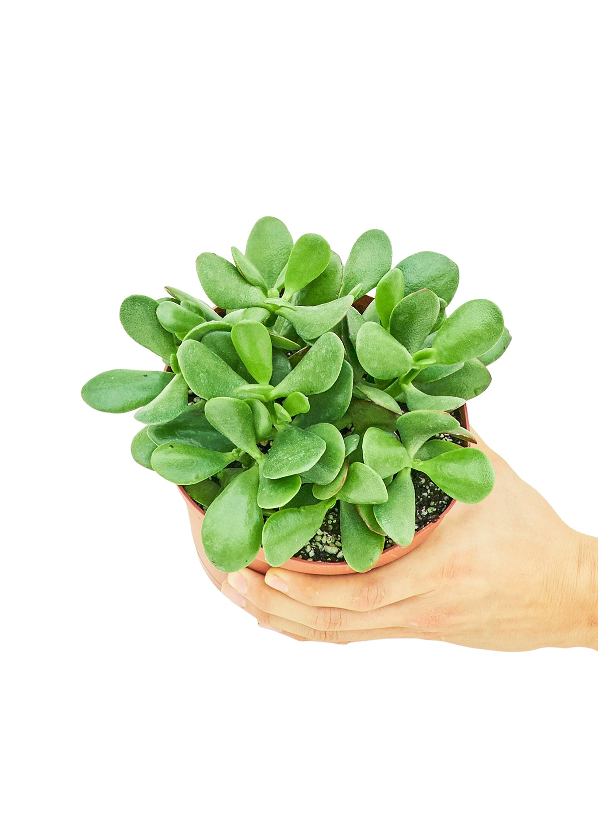 Jade Plant