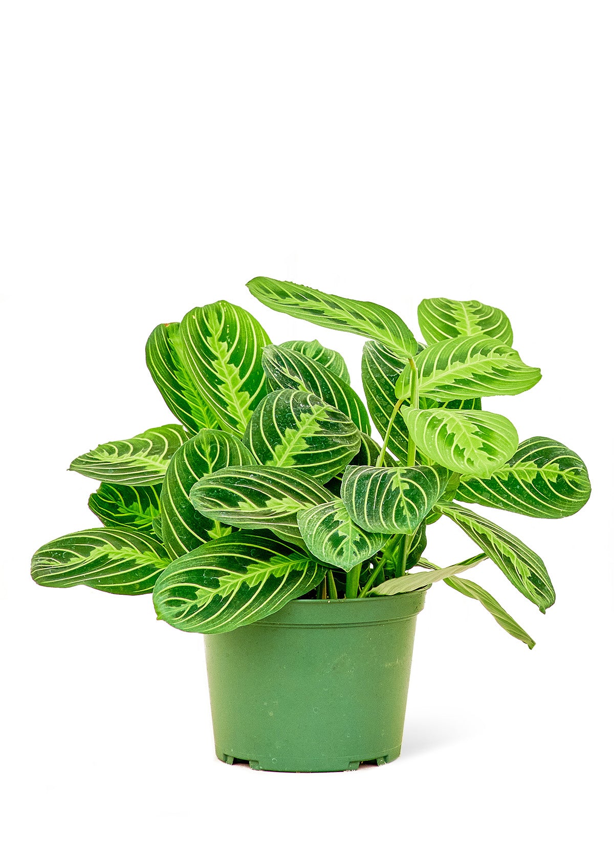 Prayer Plant 'Lemon Lime'