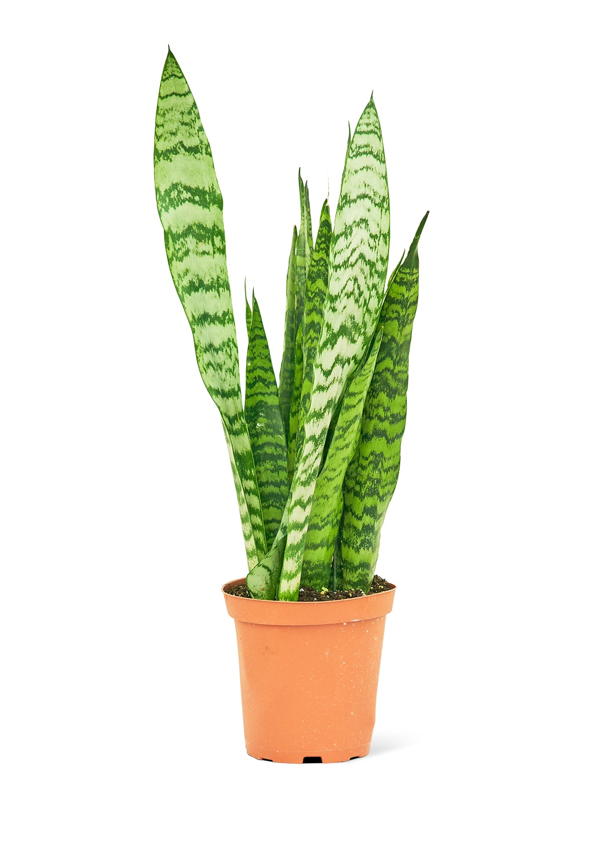 Snake Plant