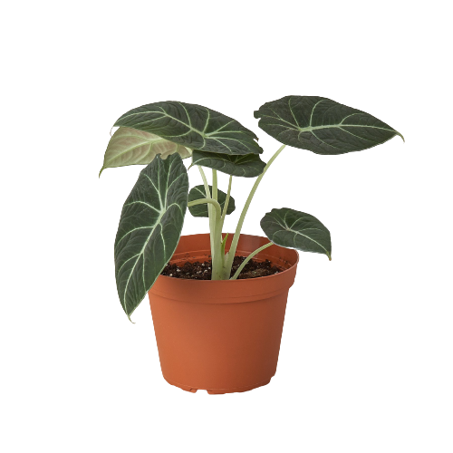 Alocasia reginula 'Black Velvet'