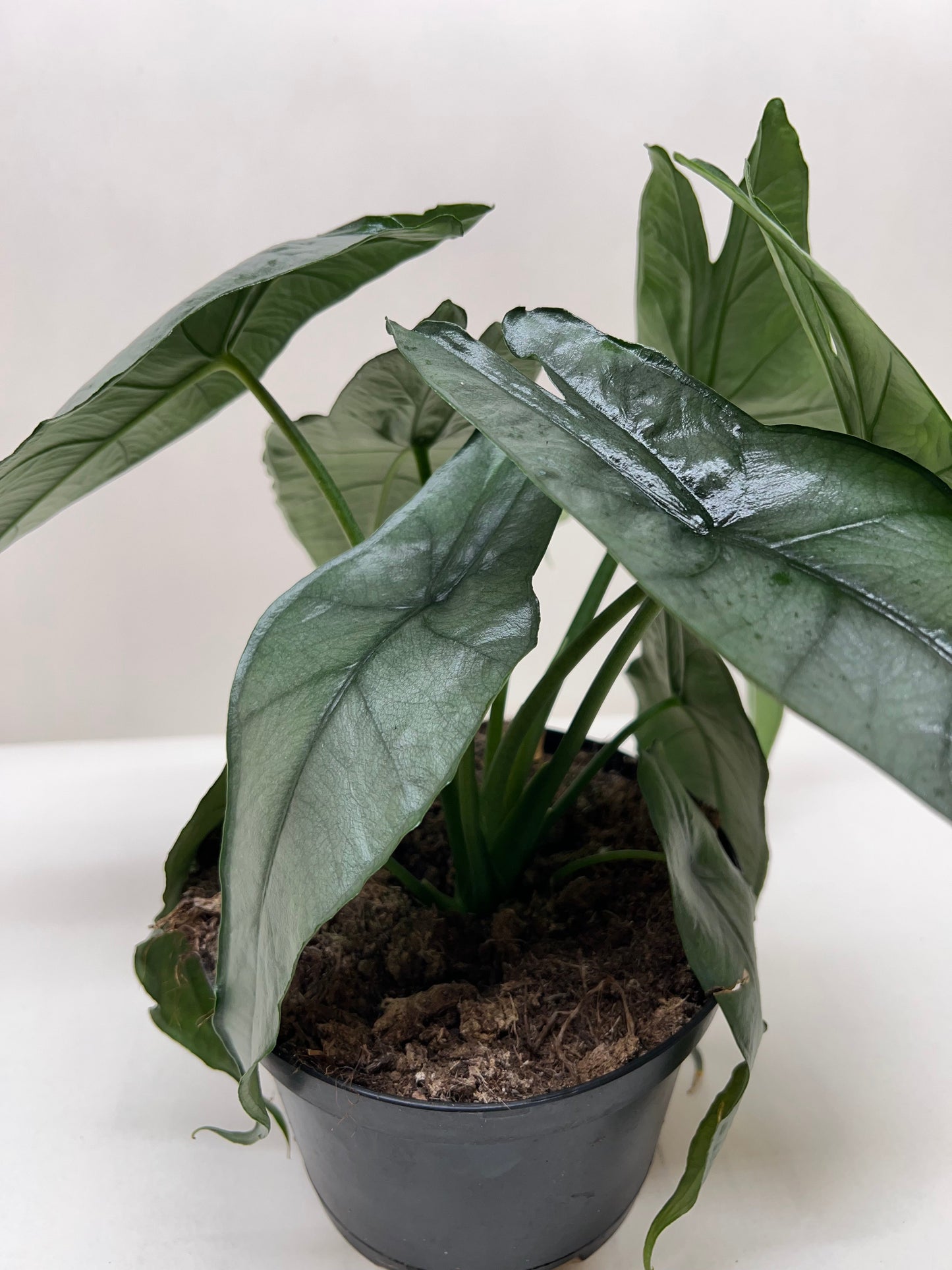 Alocasia heterophylla